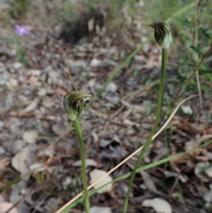 Fire and Orchids ACT Citizen Science Project at Point 49 - 5 Oct 2020