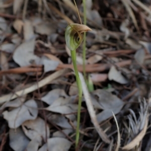 Fire and Orchids ACT Citizen Science Project at Point 49 - 5 Oct 2020