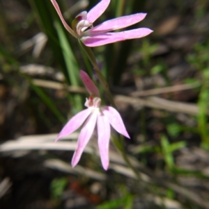 Fire and Orchids ACT Citizen Science Project at Point 5204 - 11 Oct 2020