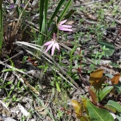 Fire and Orchids ACT Citizen Science Project at Point 5204 - 11 Oct 2020