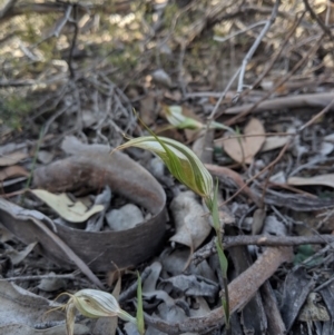 Fire and Orchids ACT Citizen Science Project at Point 5815 - 27 Apr 2019