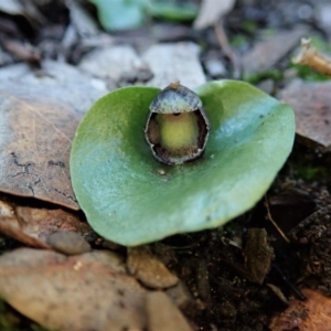 Fire and Orchids ACT Citizen Science Project at Point 4081 - 10 Aug 2020