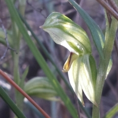 Fire and Orchids ACT Citizen Science Project at Point 5821 - 4 Aug 2016