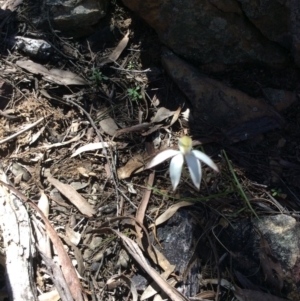 Fire and Orchids ACT Citizen Science Project at Point 5363 - 31 Oct 2016