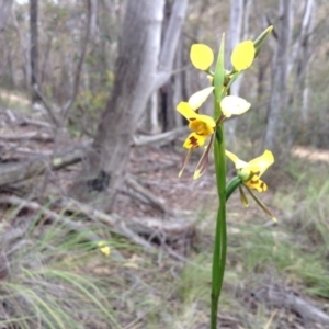 Fire and Orchids ACT Citizen Science Project at Point 5820 - 8 Nov 2016