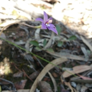 Fire and Orchids ACT Citizen Science Project at Point 5361 - 2 Oct 2016