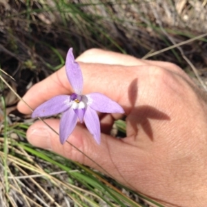 Fire and Orchids ACT Citizen Science Project at Point 5820 - 8 Oct 2016