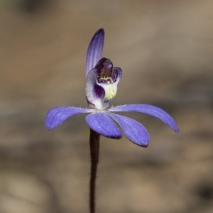 Fire and Orchids ACT Citizen Science Project at Point 5828 - 28 Aug 2020