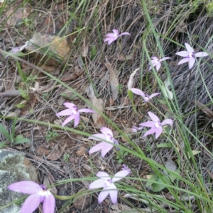 Fire and Orchids ACT Citizen Science Project at Point 4857 - 14 Oct 2016