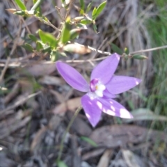 Fire and Orchids ACT Citizen Science Project at Point 4857 - 14 Oct 2016