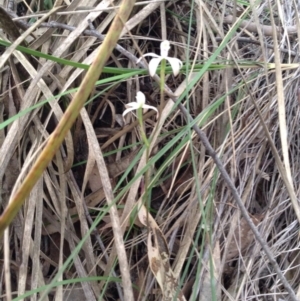 Fire and Orchids ACT Citizen Science Project at Point 5820 - 8 Oct 2016