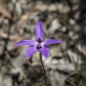 Fire and Orchids ACT Citizen Science Project at Point 4598 - 1 Oct 2020