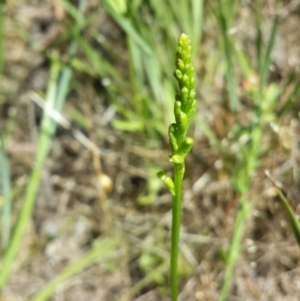 Fire and Orchids ACT Citizen Science Project at Point 69 - 23 Nov 2015