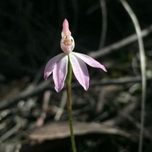 Fire and Orchids ACT Citizen Science Project at Point 5829 - 17 Oct 2016