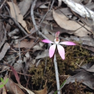 Fire and Orchids ACT Citizen Science Project at Point 5819 - 9 Oct 2016