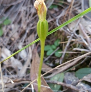 Fire and Orchids ACT Citizen Science Project at Point 4857 - 14 Oct 2016