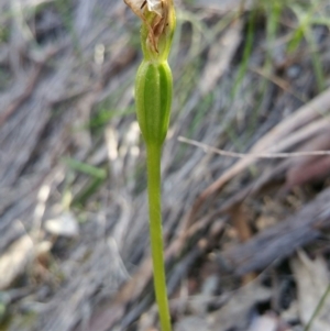 Fire and Orchids ACT Citizen Science Project at Point 4857 - 14 Oct 2016