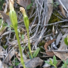 Fire and Orchids ACT Citizen Science Project at Point 4857 - 14 Oct 2016