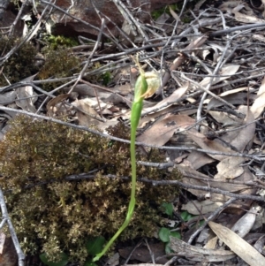 Fire and Orchids ACT Citizen Science Project at Point 5820 - 8 Oct 2016