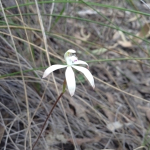 Fire and Orchids ACT Citizen Science Project at Point 5820 - 8 Oct 2016