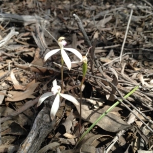 Fire and Orchids ACT Citizen Science Project at Point 5820 - 8 Oct 2016