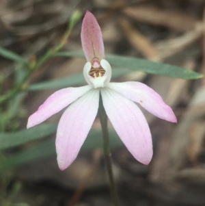 Fire and Orchids ACT Citizen Science Project at Point 5829 - 18 Oct 2016