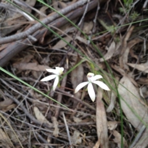 Fire and Orchids ACT Citizen Science Project at Point 5820 - 8 Oct 2016