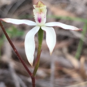 Fire and Orchids ACT Citizen Science Project at Point 5829 - 17 Oct 2016