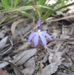 Fire and Orchids ACT Citizen Science Project at Point 4081 - 11 Sep 2020