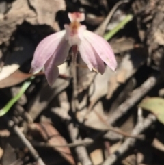 Fire and Orchids ACT Citizen Science Project at Point 5829 - 17 Oct 2016