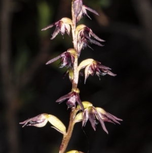 Fire and Orchids ACT Citizen Science Project at Point 5815 - 9 Apr 2020