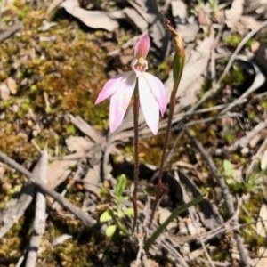 Fire and Orchids ACT Citizen Science Project at Point 4598 - 1 Oct 2020