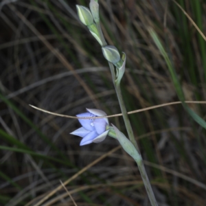 Fire and Orchids ACT Citizen Science Project at Point 5154 - 22 Oct 2020