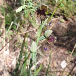 Fire and Orchids ACT Citizen Science Project at Point 5204 - 31 Oct 2021