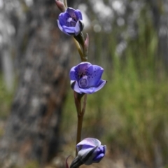 Fire and Orchids ACT Citizen Science Project at Point 5803 - 16 Oct 2020