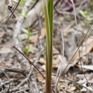 Fire and Orchids ACT Citizen Science Project at Point 5803 - 16 Oct 2020