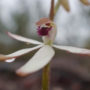 Fire and Orchids ACT Citizen Science Project at Point 5815 - 7 Oct 2020