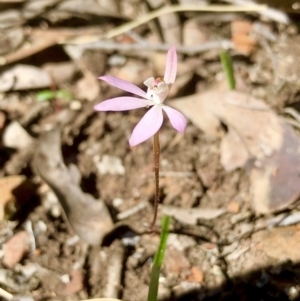 Fire and Orchids ACT Citizen Science Project at Point 5827 - 25 Sep 2021