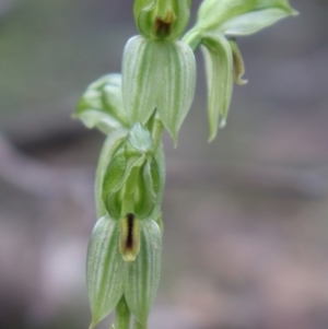 Fire and Orchids ACT Citizen Science Project at Point 5821 - 17 Sep 2021