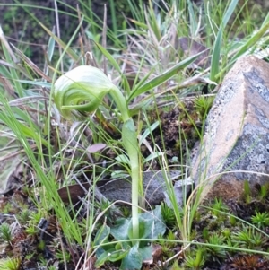 Fire and Orchids ACT Citizen Science Project at Point 5822 - 19 Sep 2021