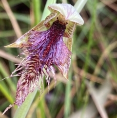 Fire and Orchids ACT Citizen Science Project at Point 5816 - 22 Oct 2022