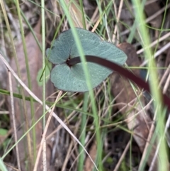 Fire and Orchids ACT Citizen Science Project at Point 4558 - 30 Mar 2022