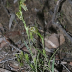 Fire and Orchids ACT Citizen Science Project at Point 5821 - 29 Sep 2020