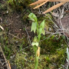 Fire and Orchids ACT Citizen Science Project at Point 5821 - 23 Sep 2020