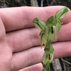 Fire and Orchids ACT Citizen Science Project at Point 5821 - 12 Sep 2021