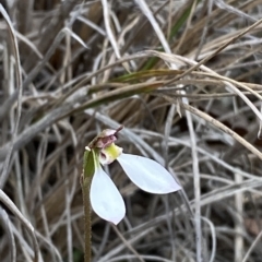 Fire and Orchids ACT Citizen Science Project at Point 5822 - 31 Mar 2023