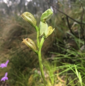 Fire and Orchids ACT Citizen Science Project at Point 5821 - 15 Oct 2021