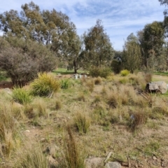 FrogWatch survey at NAS100: STEP Dam Lot 100 - 30 Aug 2023