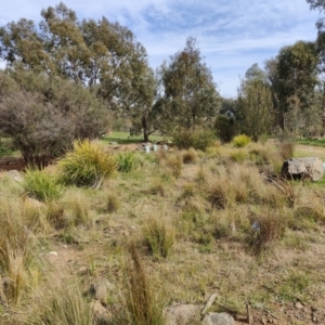 FrogWatch survey at NAS100: STEP Dam Lot 100 - 30 Aug 2023