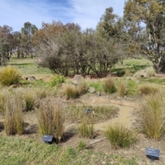 FrogWatch survey at NAS100: STEP Dam Lot 100 - 30 Aug 2023